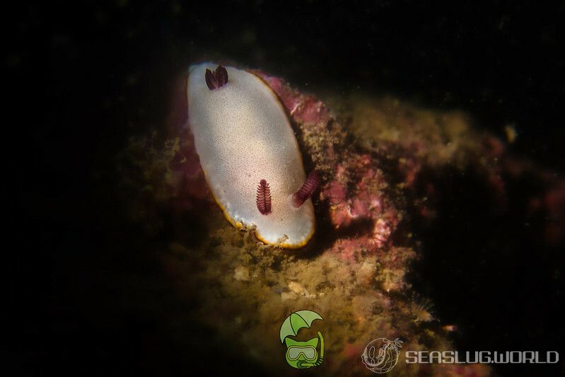 シラヒメウミウシ Goniobranchus sinensis