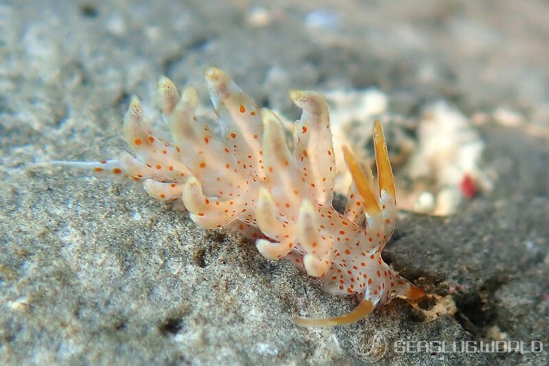 アカボシミノウミウシ Eubranchus echizenicus