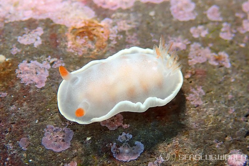 ヘキサブランクス・サングイネウス Hexabranchus sanguineus