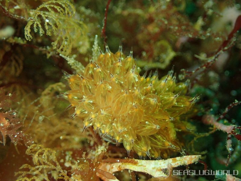 コヤナギウミウシ Janolus toyamensis