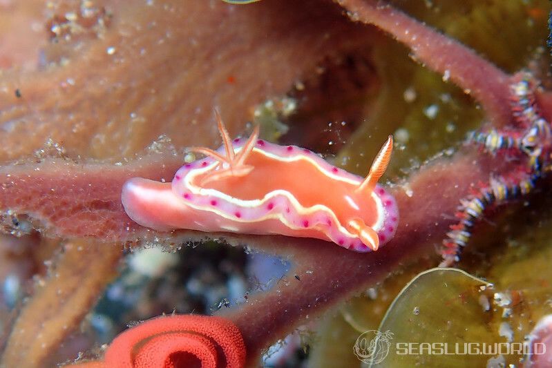 ヒサコイロウミウシ Ceratosoma sp. 2