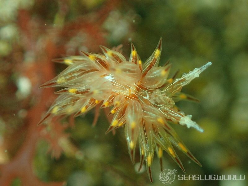 コヤナギウミウシ Janolus toyamensis