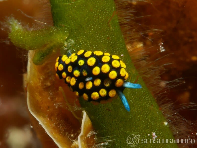 テントウウミウシ Stiliger aureomarginatus