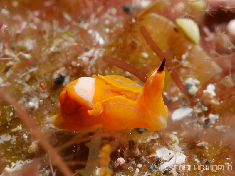 キマダラウミコチョウ Siphopteron tigrinum