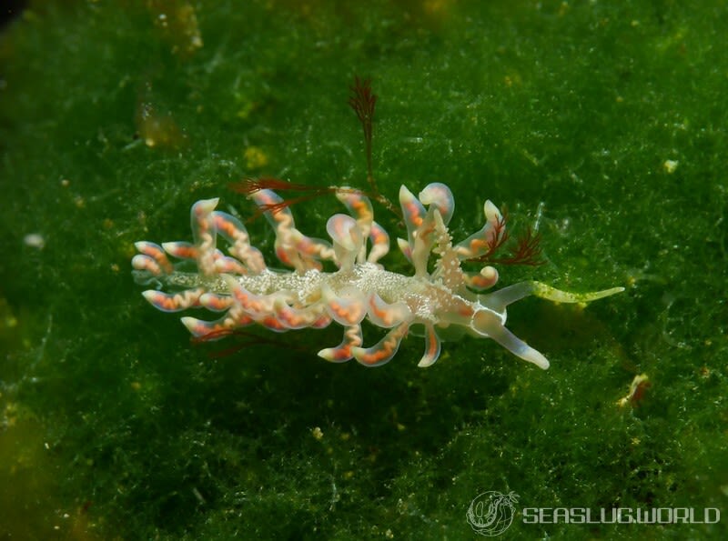 バラトゲミノウミウシ Phyllodesmium acanthorhinum