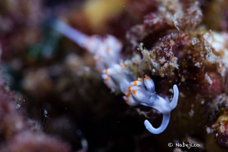 ケラマミノウミウシ Samla bicolor