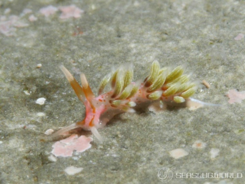 フジエラミノウミウシ科の一種 1 Trinchesiidae sp. 1