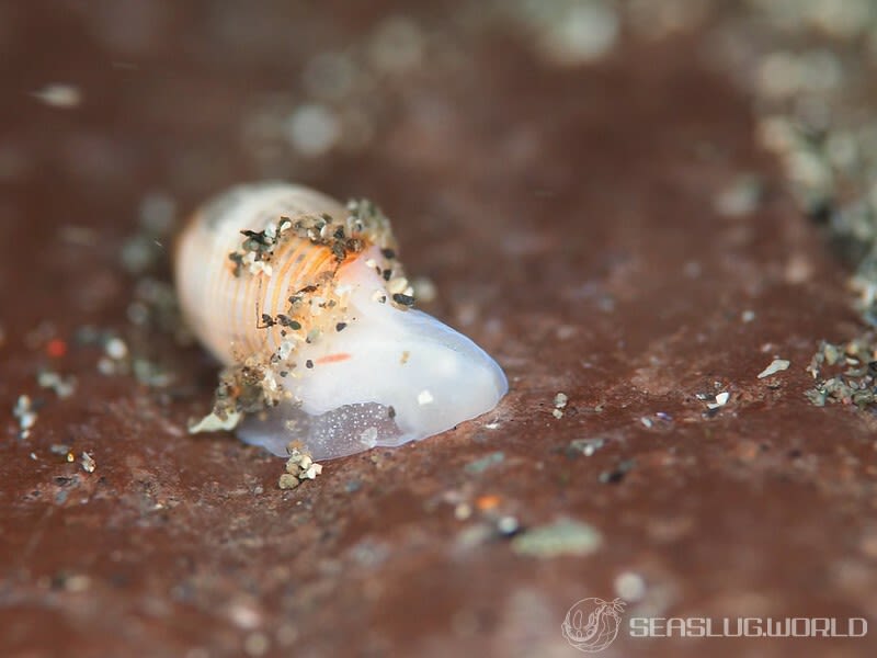 コシイノミガイ Pupa strigosa