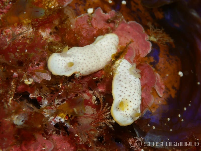 モンコウミウシ Chromodoris aspersa