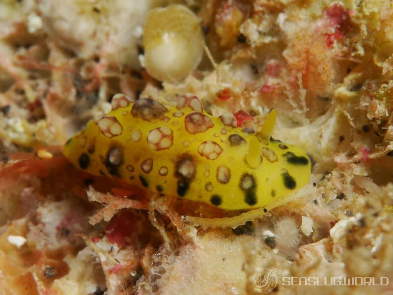 アデヤカイボウミウシ Phyllidiopsis cardinalis