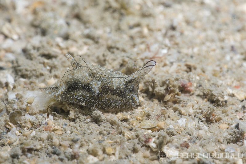 ウスバネウミコチョウ Gastropterid sp. 1