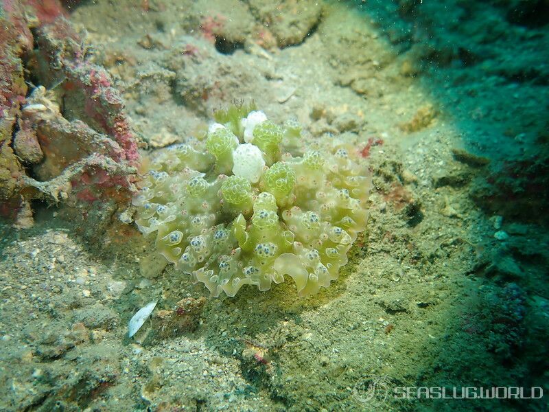 イシガキウミウシ Dendrodoris tuberculosa