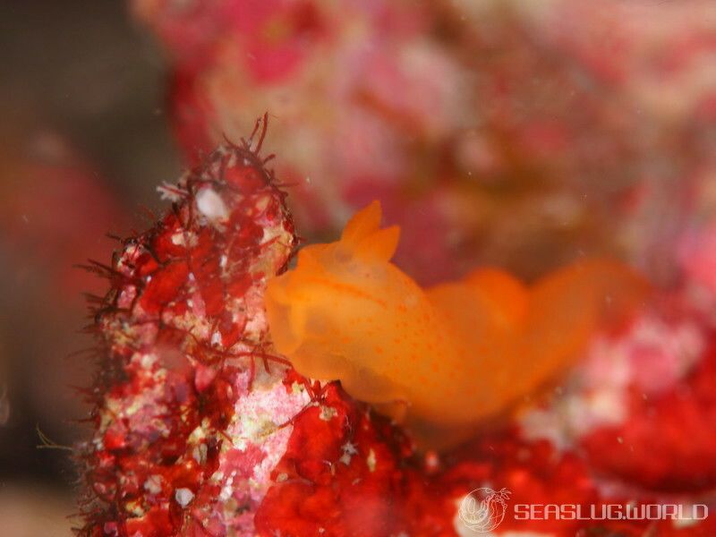 キヌハダウミウシ属の一種 16 Gymnodoris sp.16