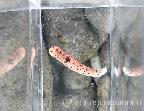 オトメウミウシ Dermatobranchus otome