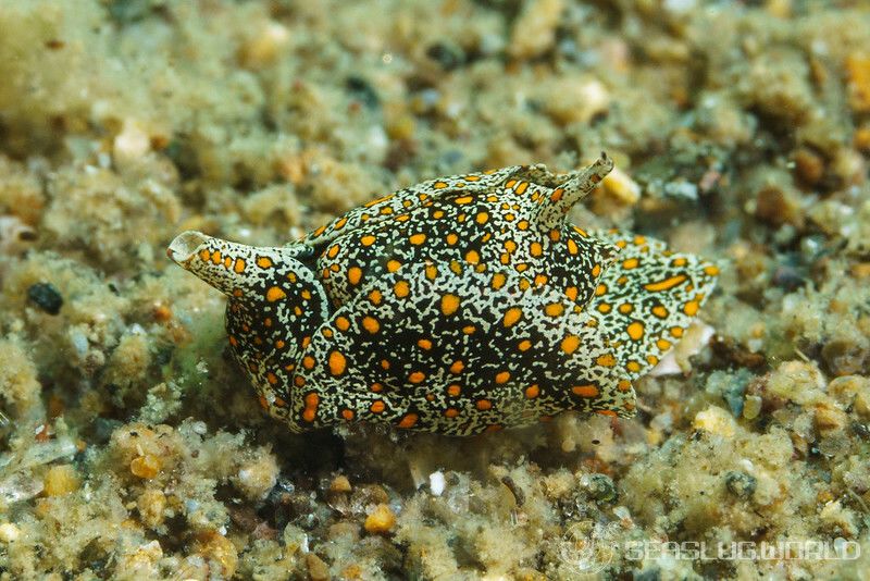 アカボシエチゴウミコチョウ Enotepteron rubropunctatum