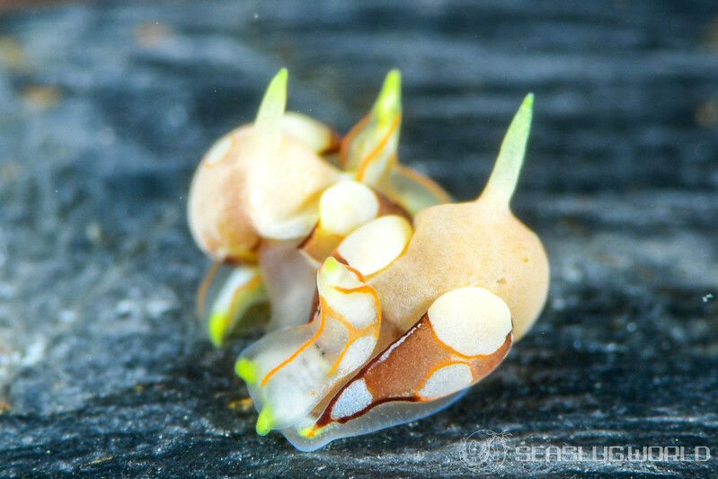 モンツキウミコチョウ Siphopteron ladrones