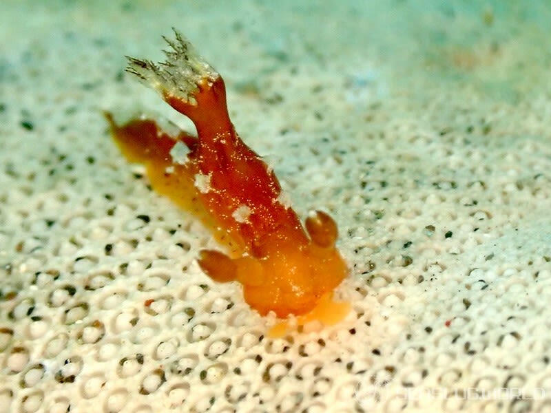 アカネヒカリウミウシ Plocamopherus maculapodium