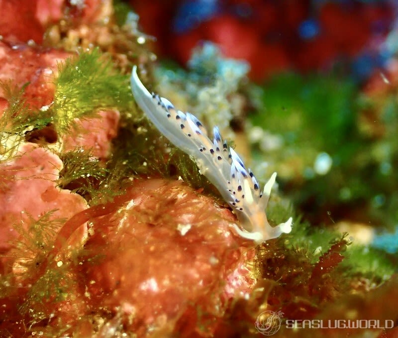 ヒブサミノウミウシ Caloria indica