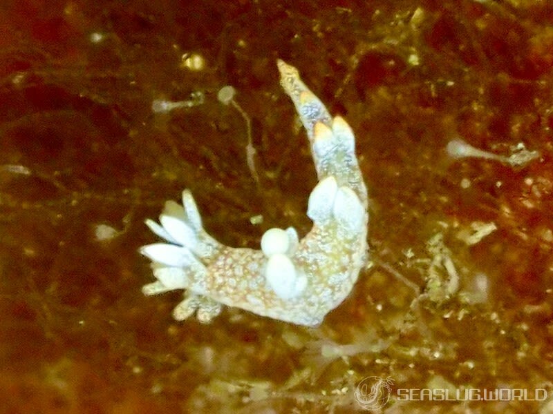 ヤマトユビウミウシ Bornella hermanni