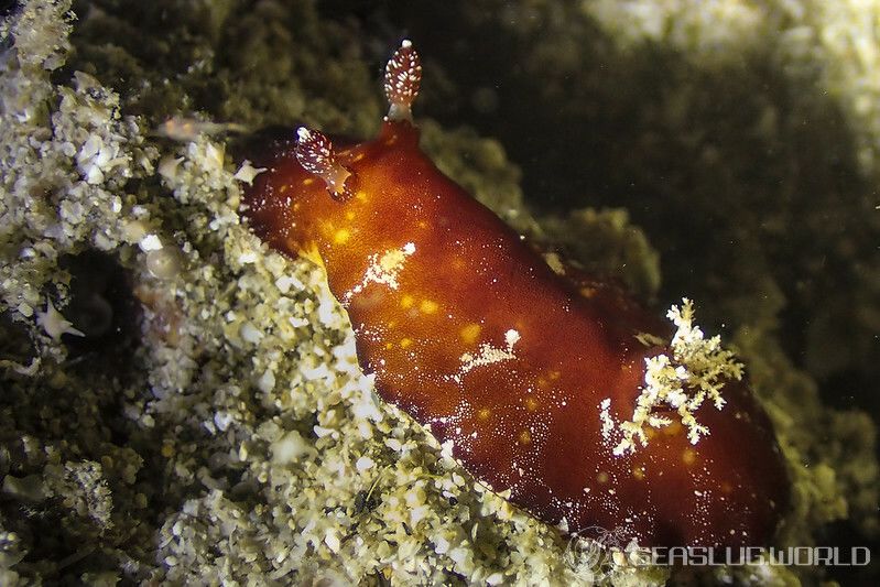 スオウウミウシ Platydoris sanguinea