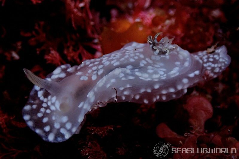 ユキドケイロウミウシ Glossodoris sp. 3