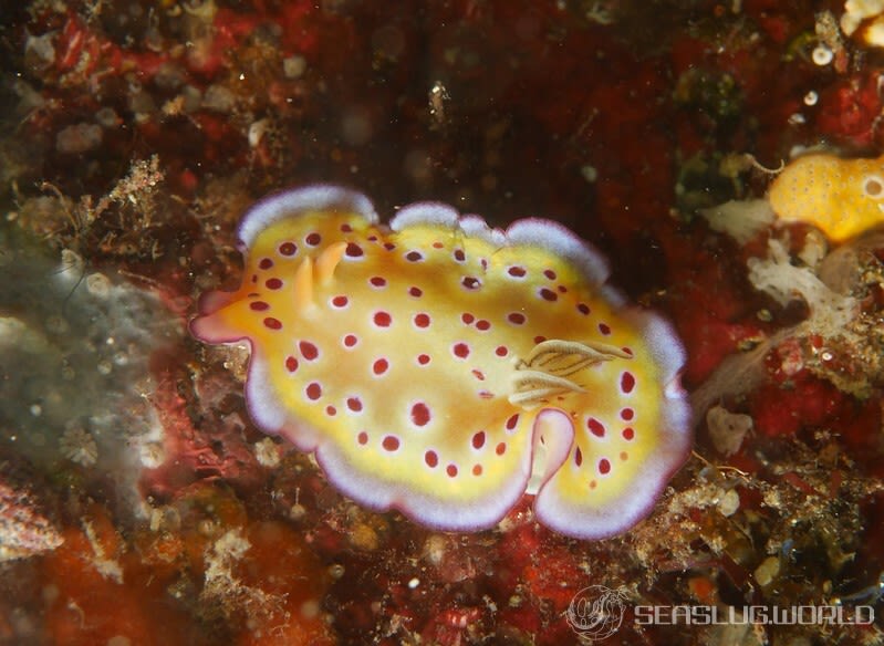 オトヒメウミウシ Goniobranchus kuniei