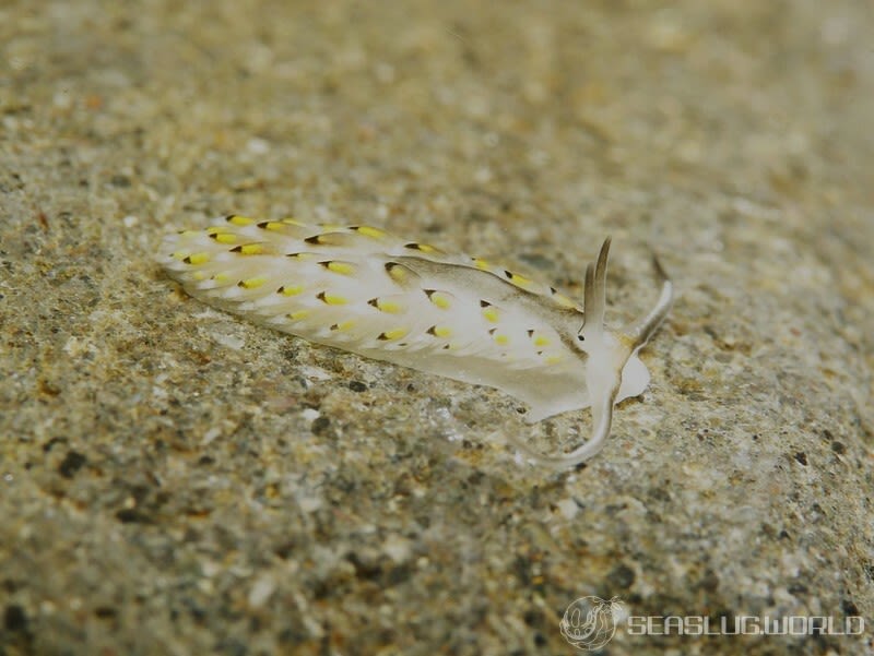 カスミミノウミウシ Cerberilla asamusiensis