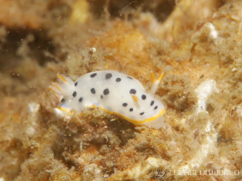 ウスイロウミウシ Hypselodoris placida