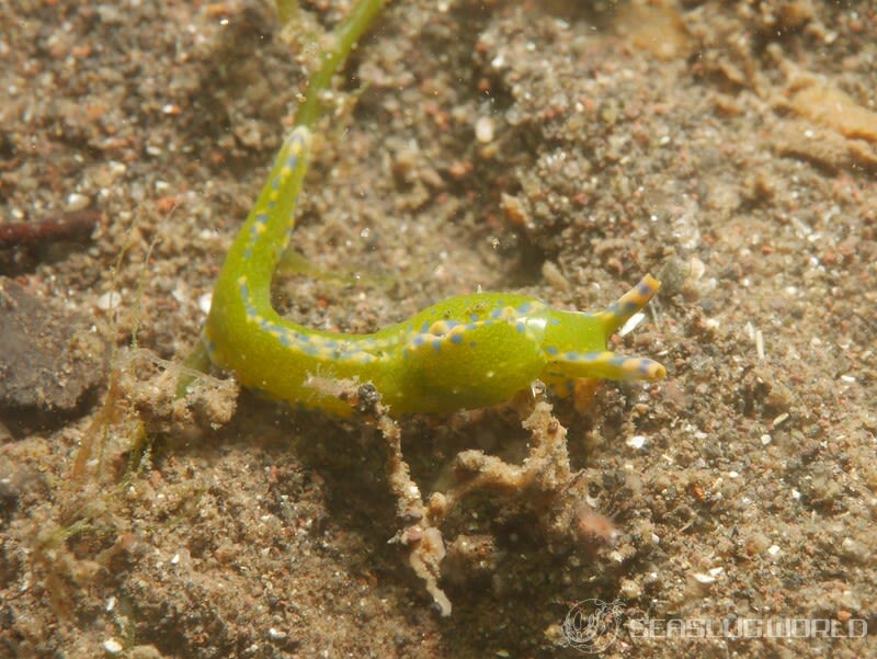 ナギサノツユ Oxynoe viridis