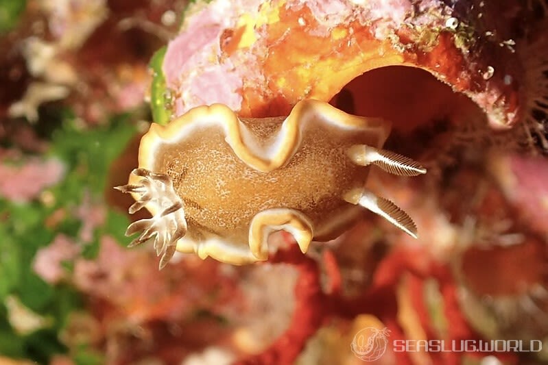 キャラメルウミウシ Glossodoris rufomarginata