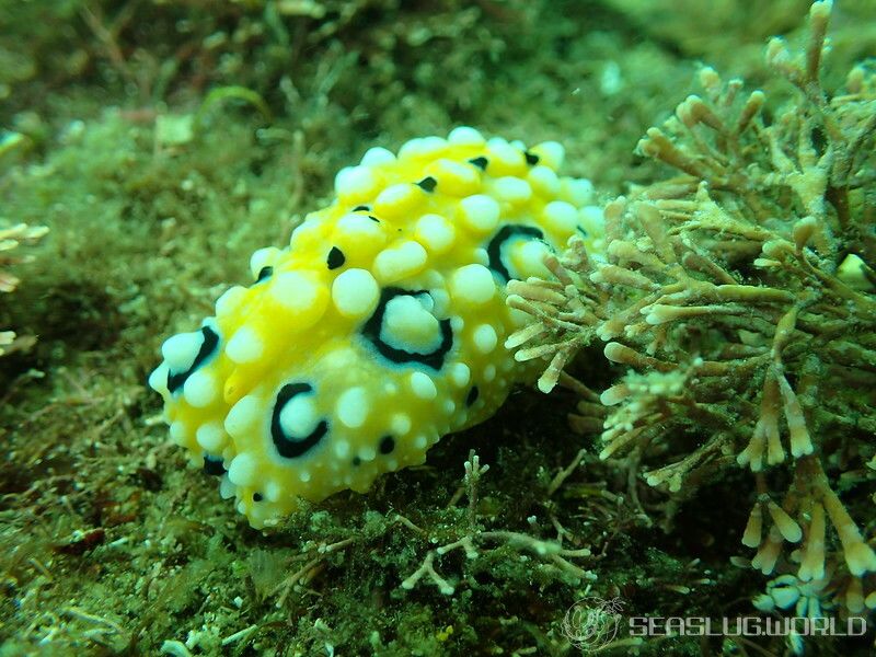 キイロイボウミウシ Phyllidia ocellata