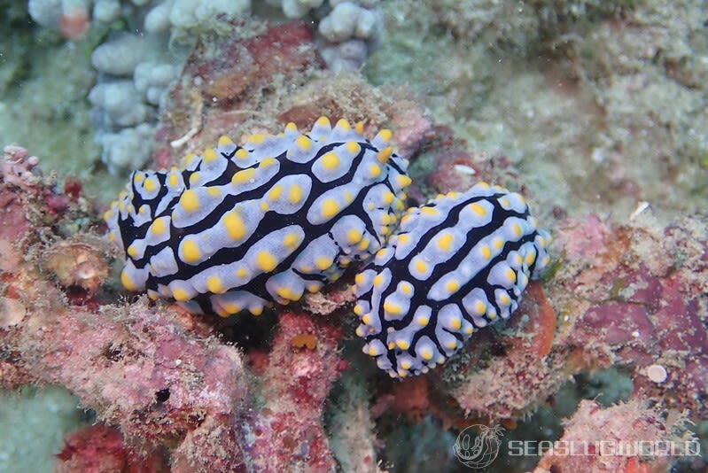 タテヒダイボウミウシ Phyllidia varicosa