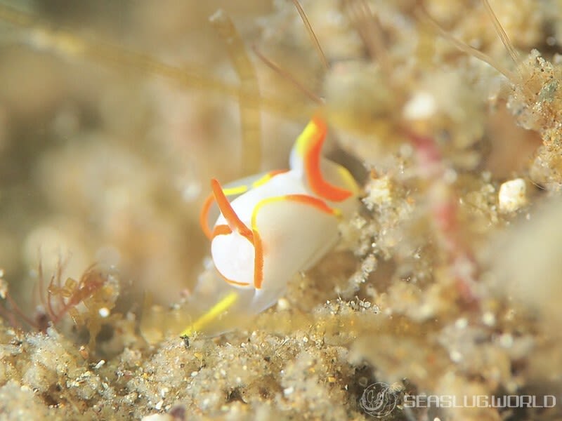 シラタマウミコチョウ Siphopteron makisig