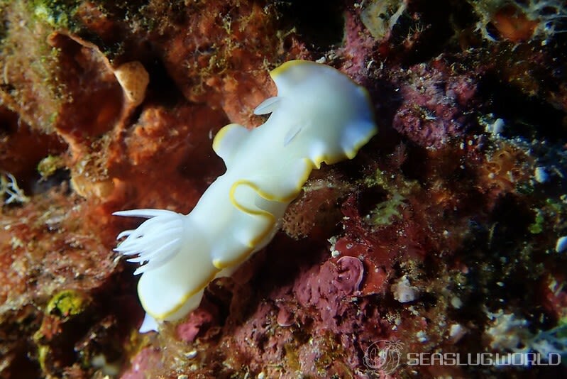 メレンゲウミウシ Ardeadoris egretta