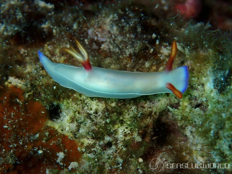 ゾウゲイロウミウシ Hypselodoris bullockii