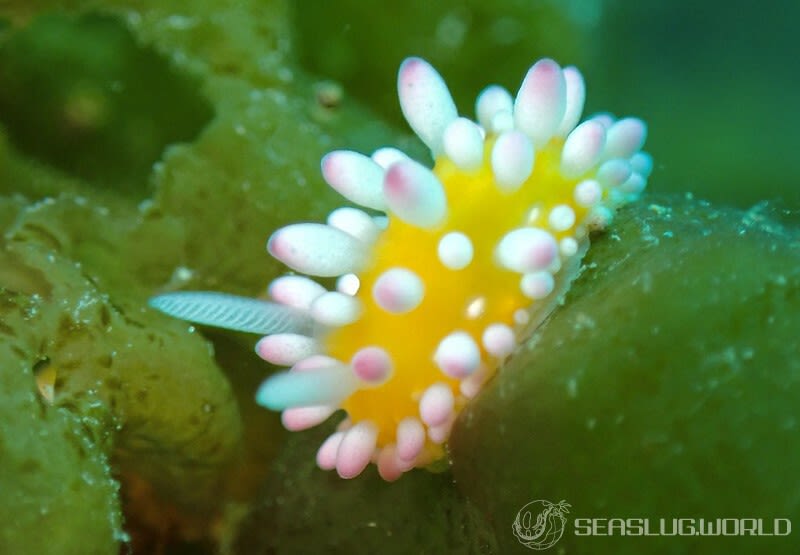 イガグリウミウシ Cadlinella ornatissima