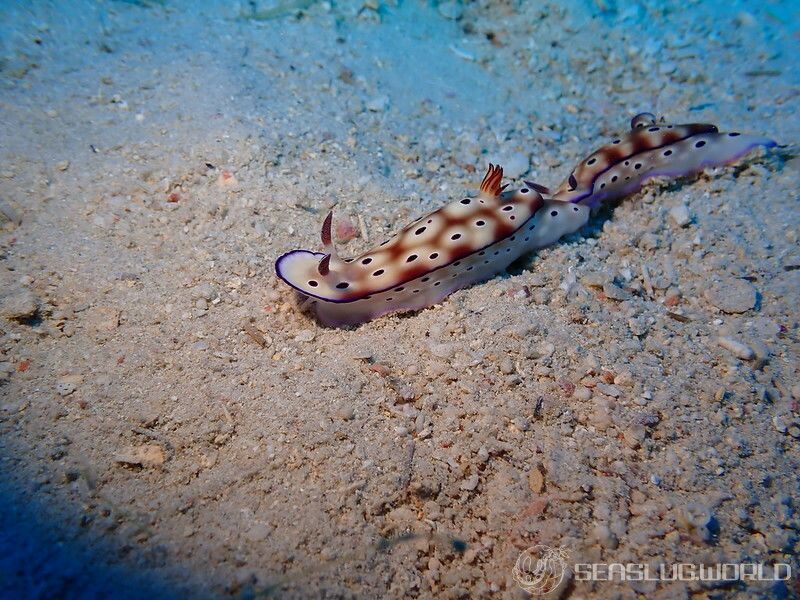 マダライロウミウシ Hypselodoris tryoni