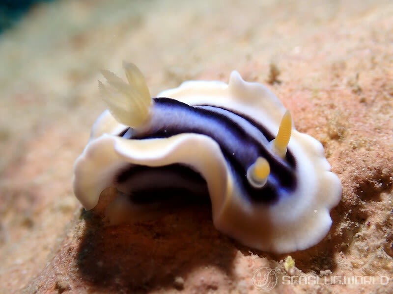 クロシオイロウミウシ Chromodoris sp. 3