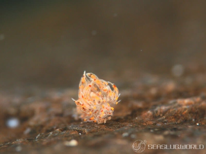 タマガワコヤナギウミウシ Janolus indicus