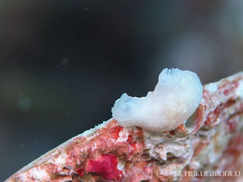 ウミヅタキヌハダウミウシ Gymnodoris sp. 7