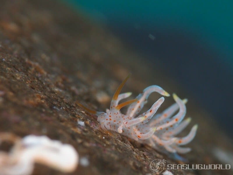 アカボシミノウミウシ Eubranchus echizenicus