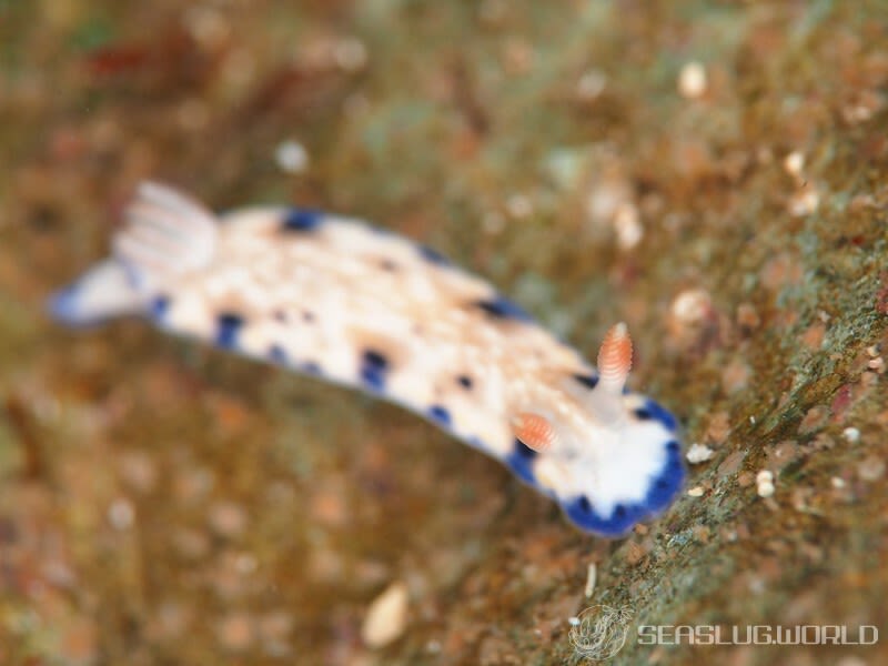 サガミイロウミウシ Hypselodoris sagamiensis