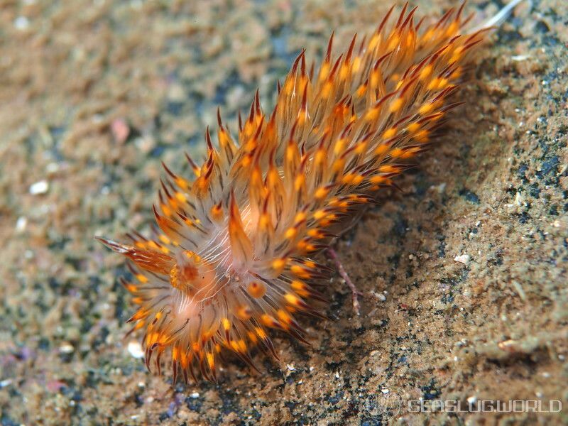 コヤナギウミウシ Janolus toyamensis