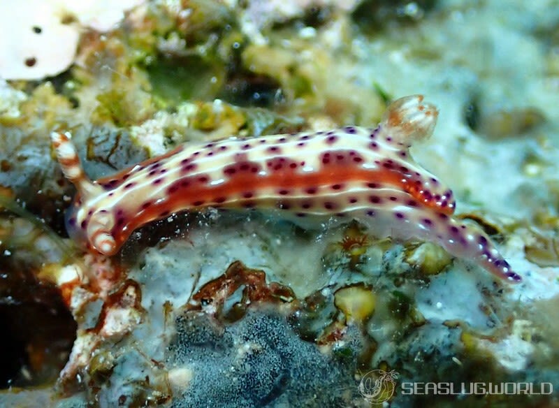 センテンイロウミウシ Hypselodoris decorata