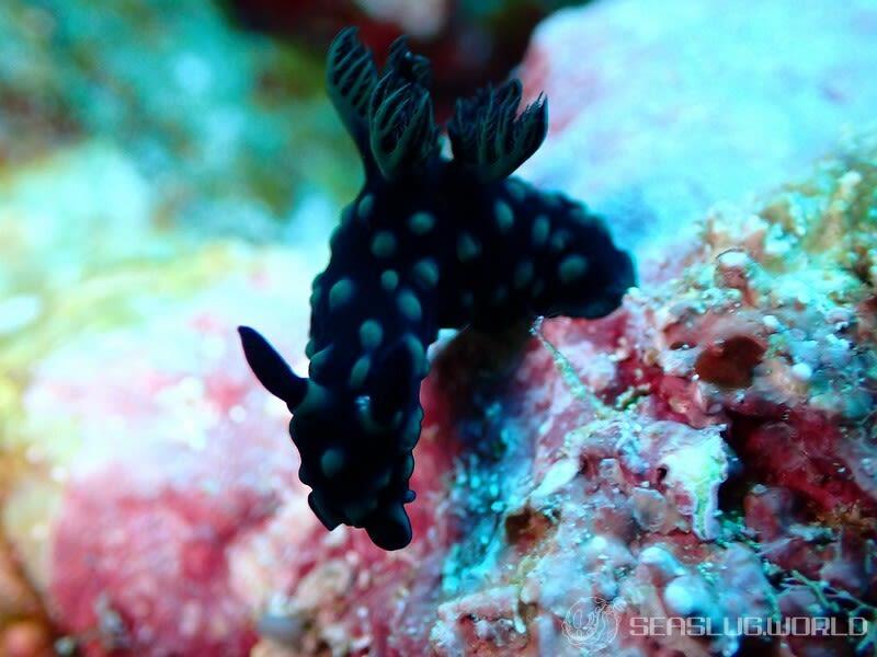 トサカリュウグウウミウシ Nembrotha cristata