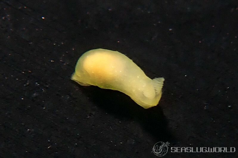 キヌハダウミウシ属の一種 14 Gymnodoris sp.14