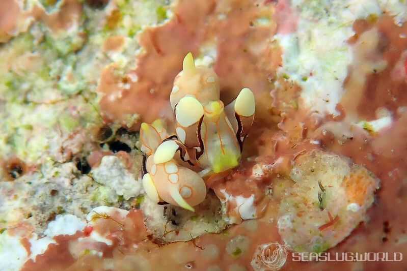 モンツキウミコチョウ Siphopteron ladrones