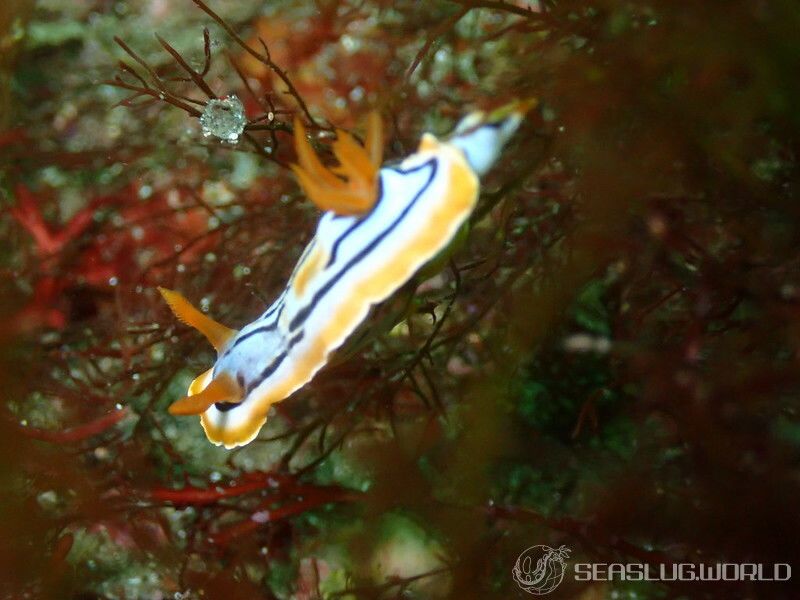 コールマンウミウシ Chromodoris colemani