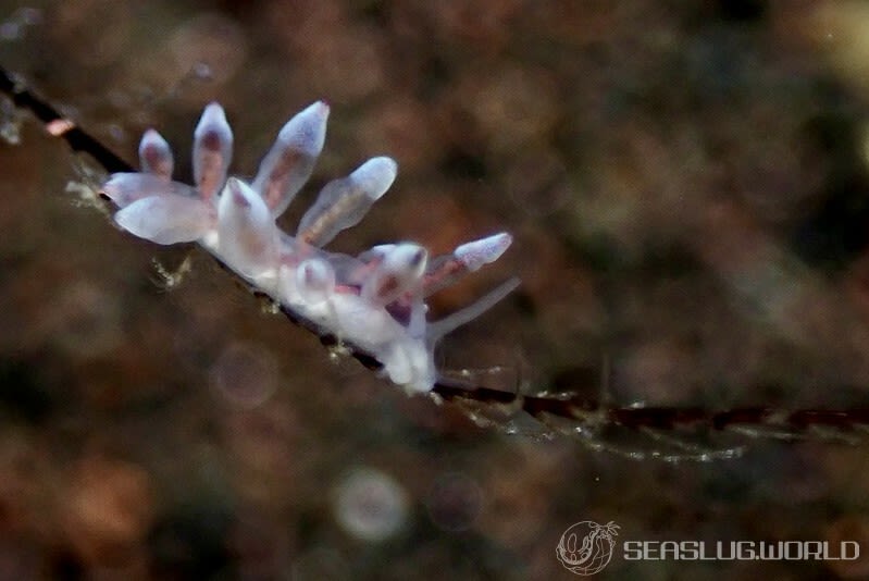 ホリミノウミウシ属の一種 27 Eubranchus sp.27