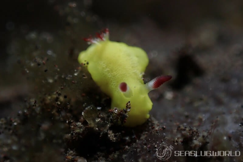 シラユキウミウシ属の一種 3 Verconia sp. 3